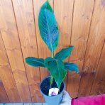 Banánovník (Banana sikkimensis) ´RED TIGER´ - výška 30-40 cm, C2L (-20°C)